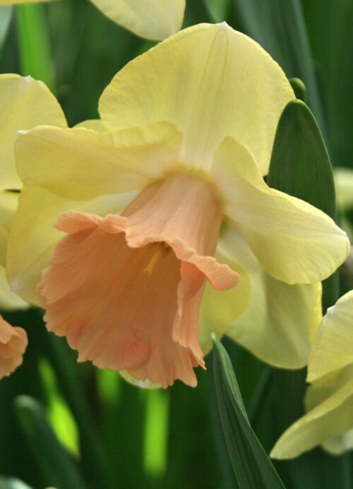 Narcissus Lorikeet kkf 06 vk.