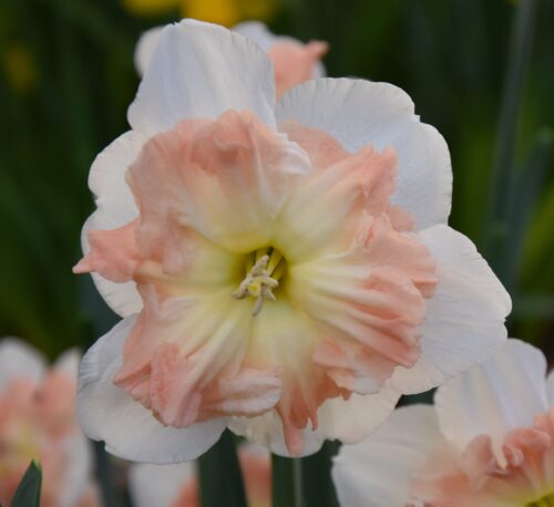 Narcissus Mallee_0894