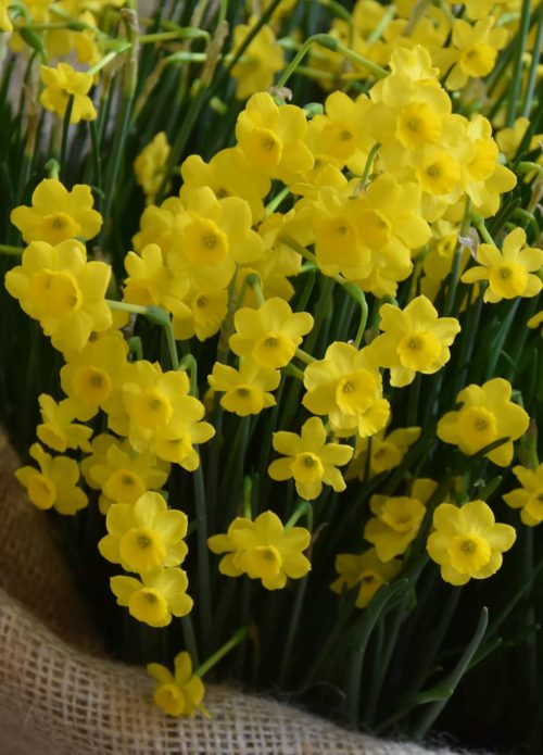 Narcissus More and More_3066 (2)
