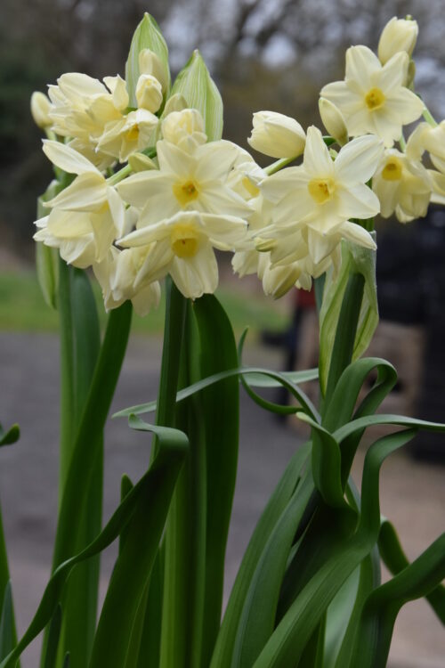 Narcissus Omri_9544 (1)