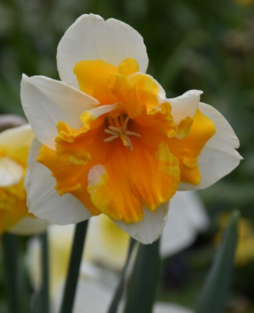 Narcissus Orangery_0258 (1)