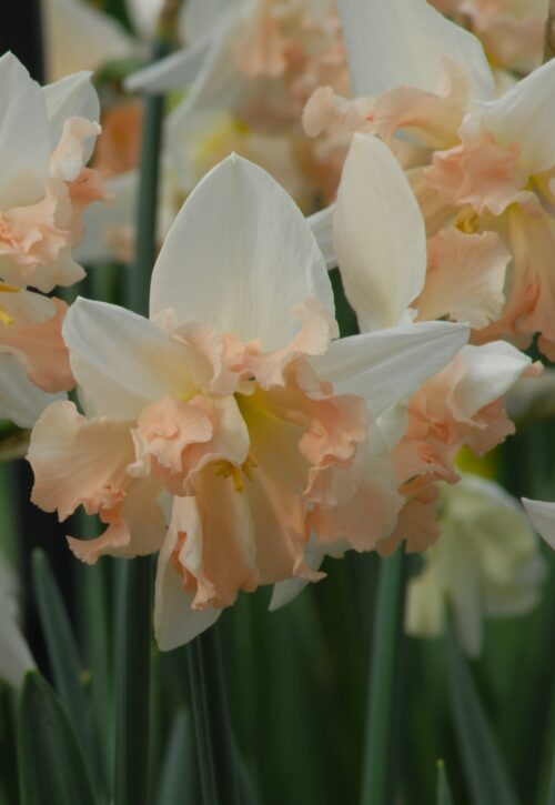 Narcissus Palmares_0653