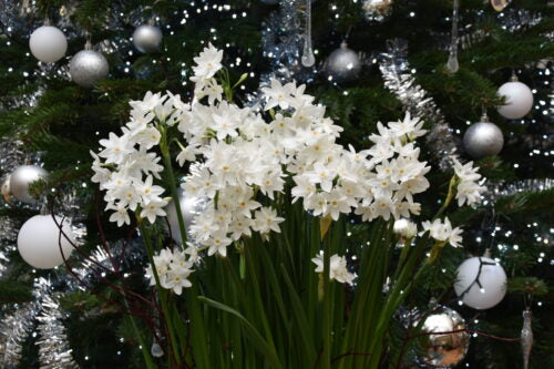 Narcissus Paperwhite Ziva_2373 (12)
