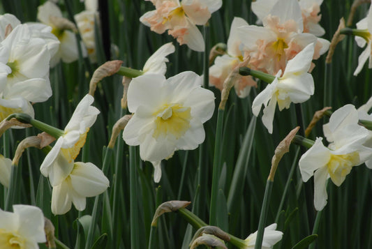 Narcissus Papillion Blanc_0644