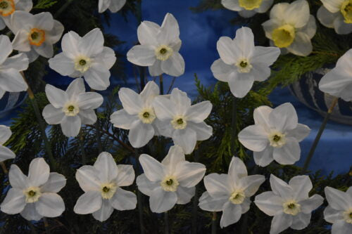 Narcissus Polar Ice_0835