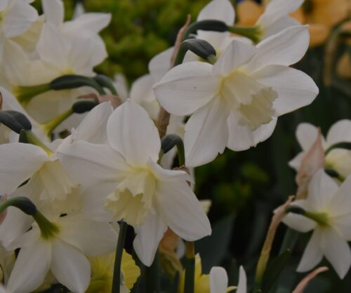 Narcissus Pueblo_2424 (1)