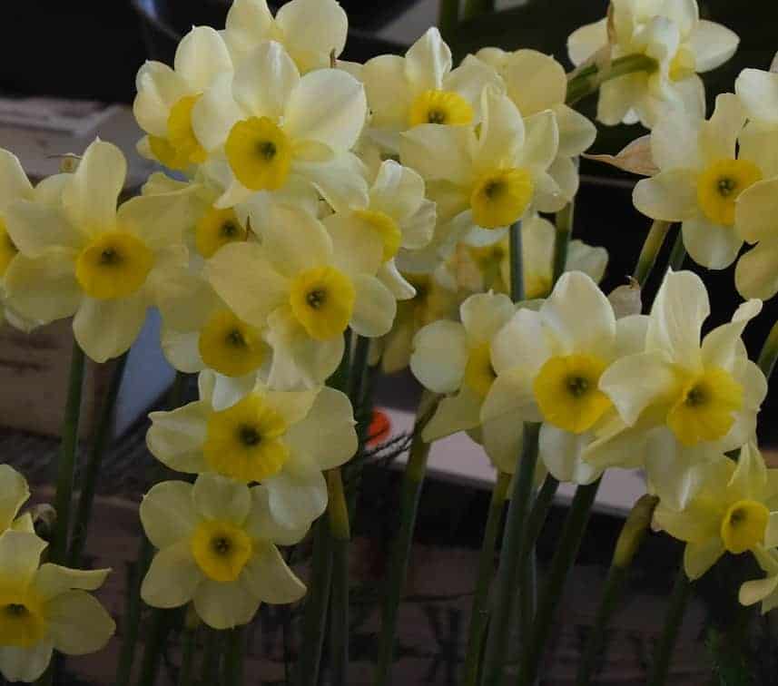 Narcissus Rikki sq