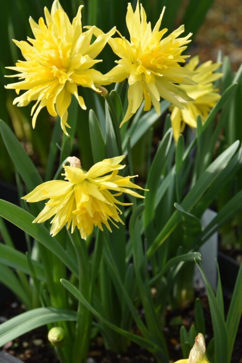Narcissus Rip van Winkle_0013