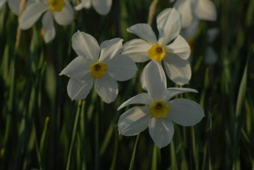Narcissus Seagull