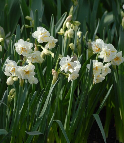Narcissus Sir Winston Churchill_0730 (2)