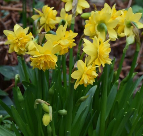 Narcissus Tete Boucle_0755 (2)