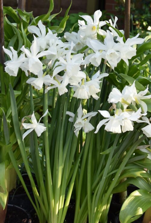 Narcissus Thalia_0618