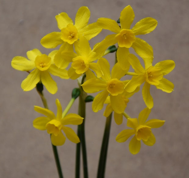 Narcissus Tiny Bubbles sq