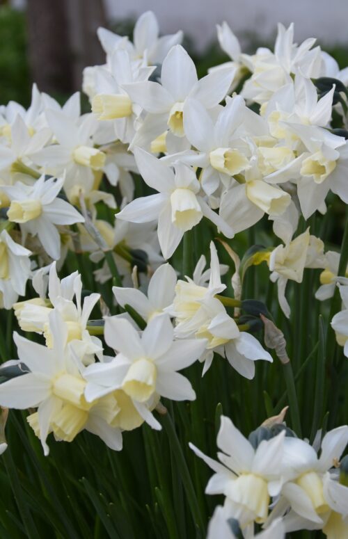 Narcissus Toto_0533 (1)