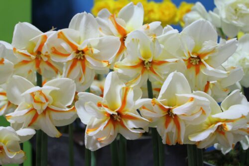 Narcissus Trepolo