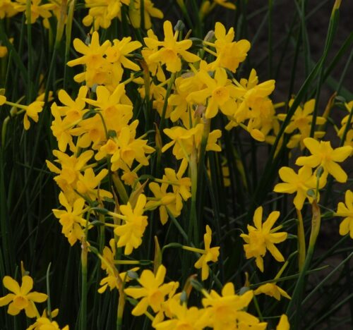 Narcissus Twinkling Yellow sq