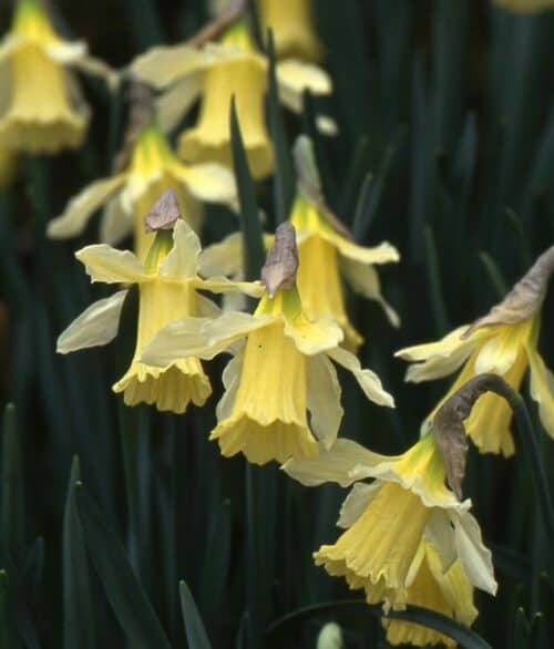 Narcissus W P Milner-377
