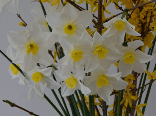 Narcissus White Lady_0053 (5)