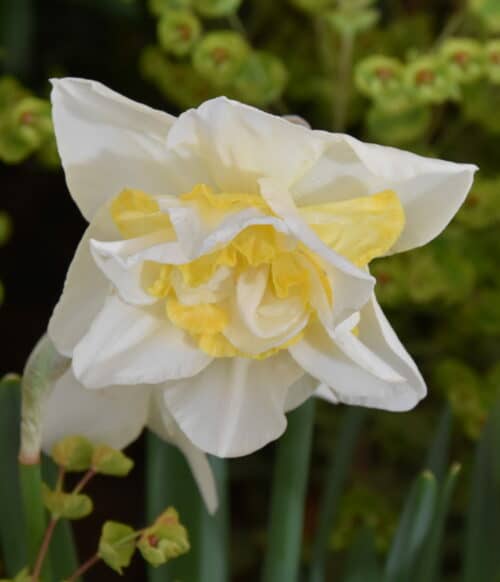 Narcissus White Lion_2412 (1)