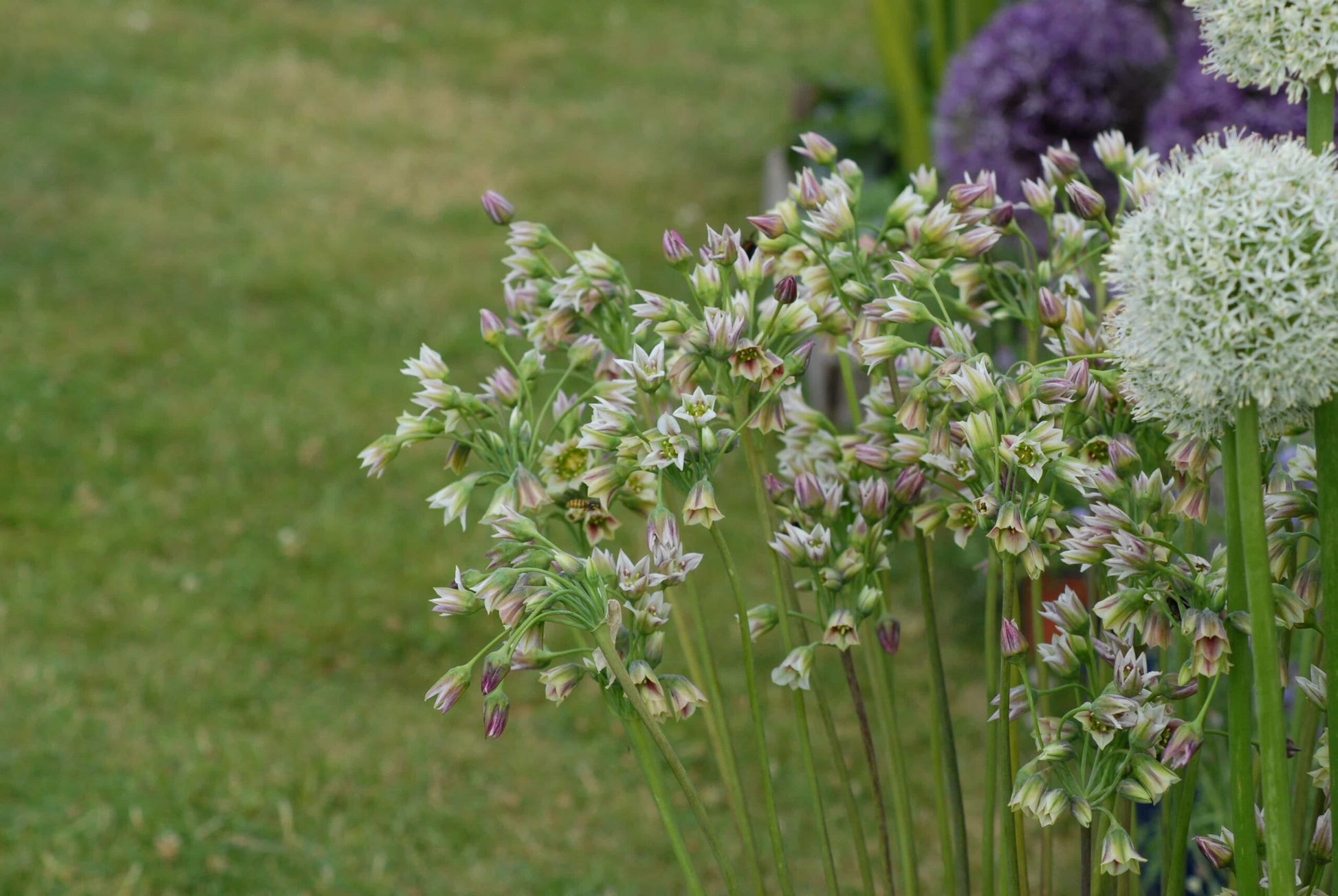 Nectaroscordum siculum