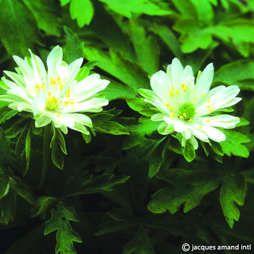 Nemorosa-Bracteata