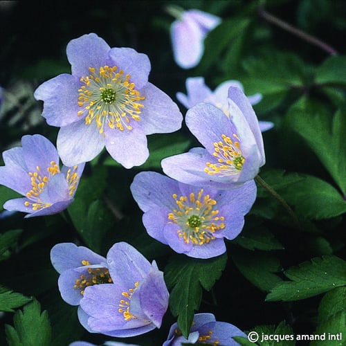 Nemorosa-Robinsoniana-AGM