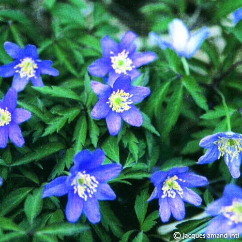 Nemorosa-Royal-Blue