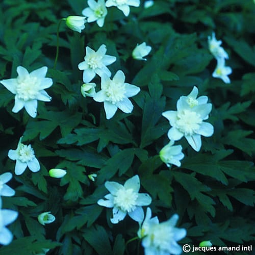 Nemorosa-Vestal-AGM