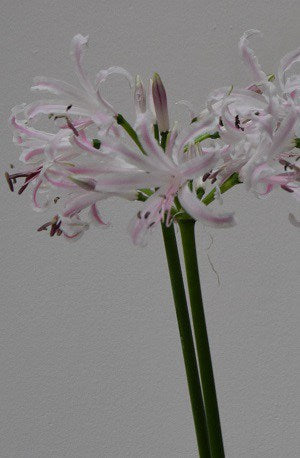 Nerine Bionce_7957