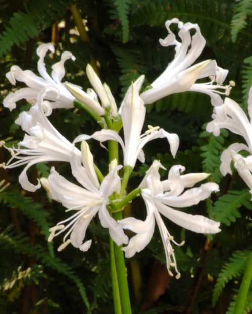 Nerine Blanca Perla
