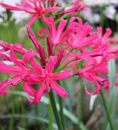 Nerine Elegance_6888 (1)