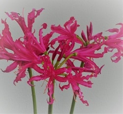 Nerine Lady Cerisev small