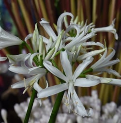Nerine Like a Virgin