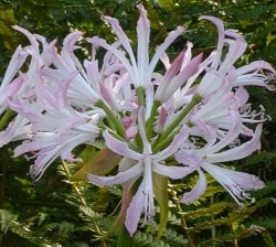 Nerine Lipstick