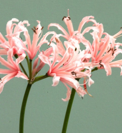 Nerine November Cheer (sarn) web