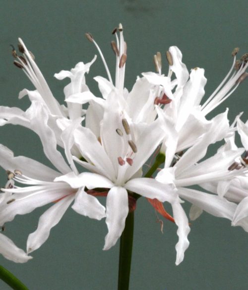 Nerine White