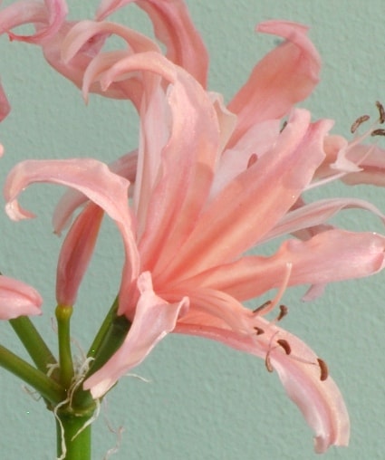 Nerine pamela&#8230;..