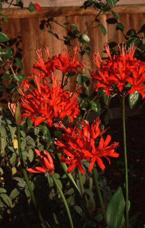 Nerine red Pimpernel-667