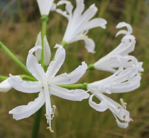 Nerine white 1