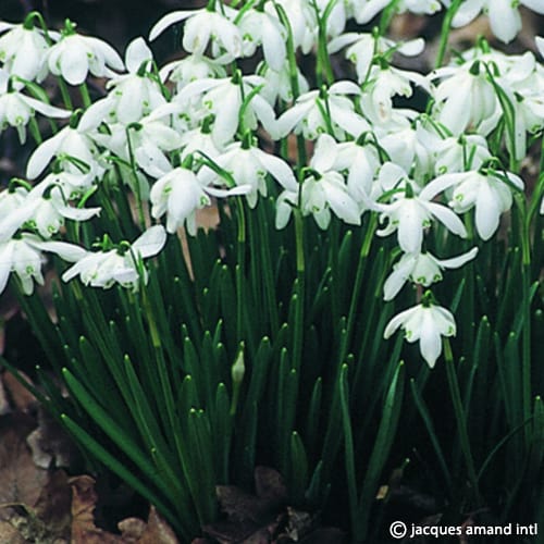 Nivalis-Flore-Pleno