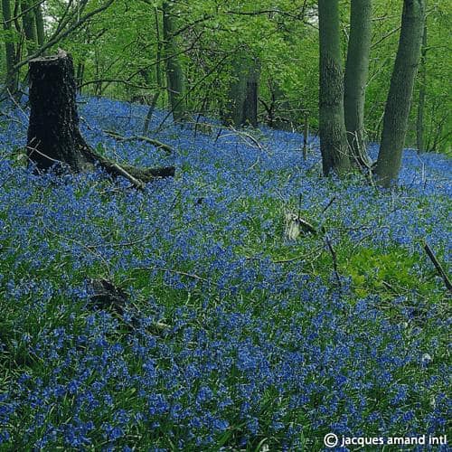 Non-scripta-(Common-Bluebell)