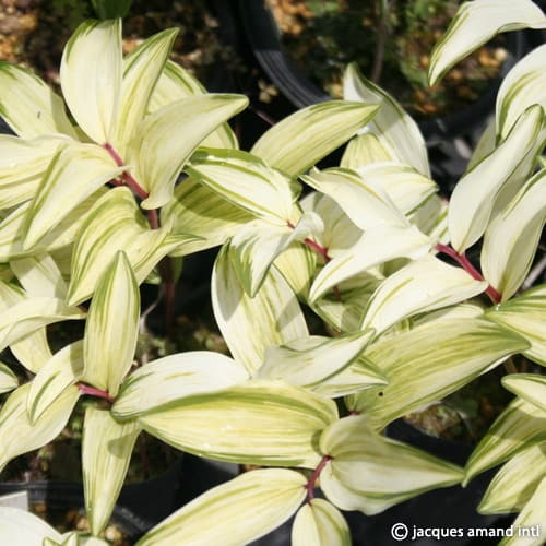 Odoratum-Kon-Fukurin