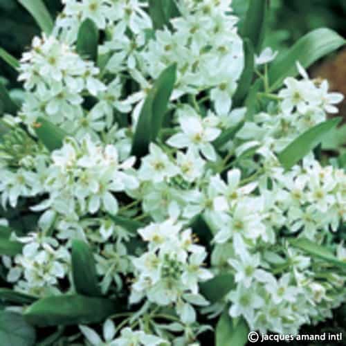 Oligophyllum