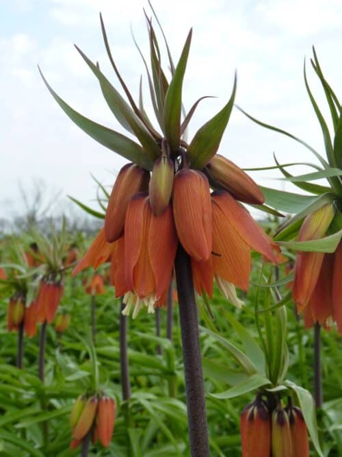 Orange Beauty