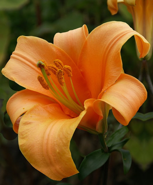Orange Planet 2592&#215;3888 (1)