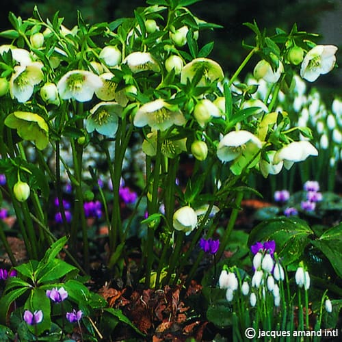Orientalis