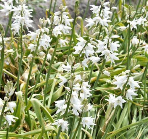 Ornithogalum Sochii_6530 (1) sq