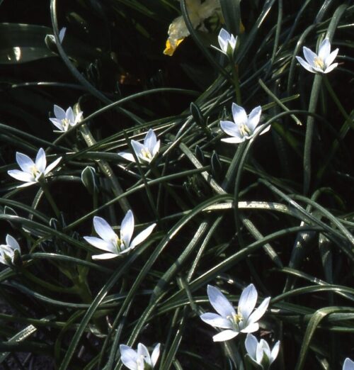 Ornithogalum umbellatum-622
