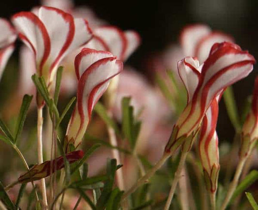 Oxalis versicolor