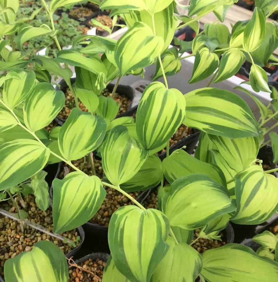 POLYGONATUM lasianthum center Variegata